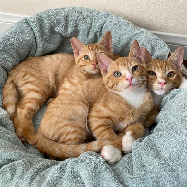 Kittens in bed