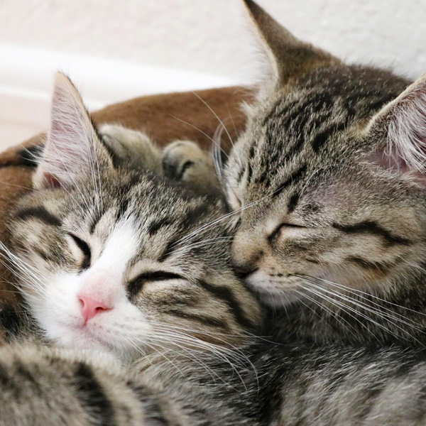 Kitten-Pair image