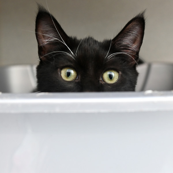 Black cat peeking