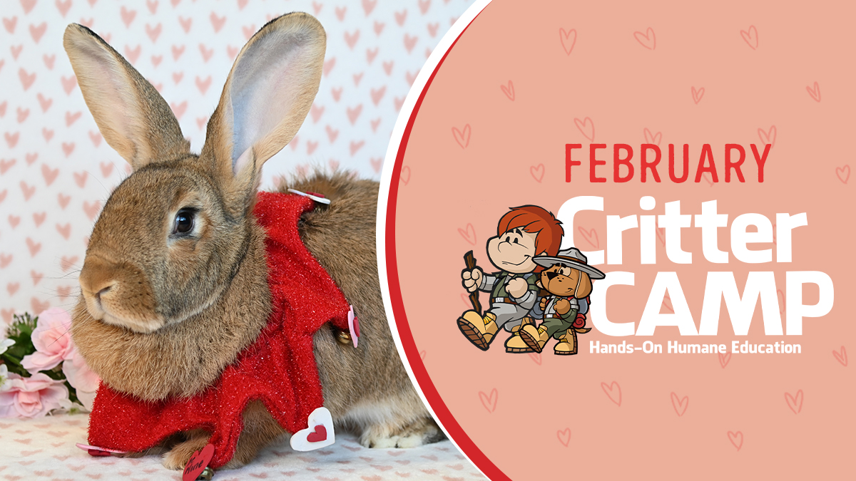 February Critter Camp