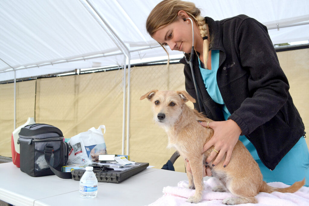 Help For Homeless With Pets Pets Without Walls Hwac