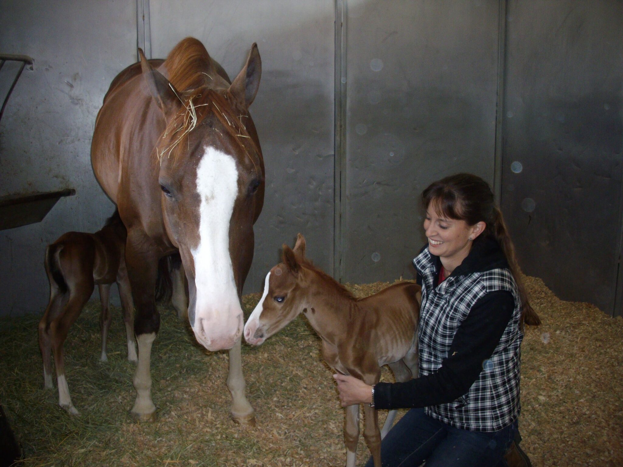 YIR-2015-Equine-Hospital-Sunny-and-Angel