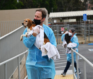 Rescued Beagles from the Lab-Testing Breeding Facility in Virginia