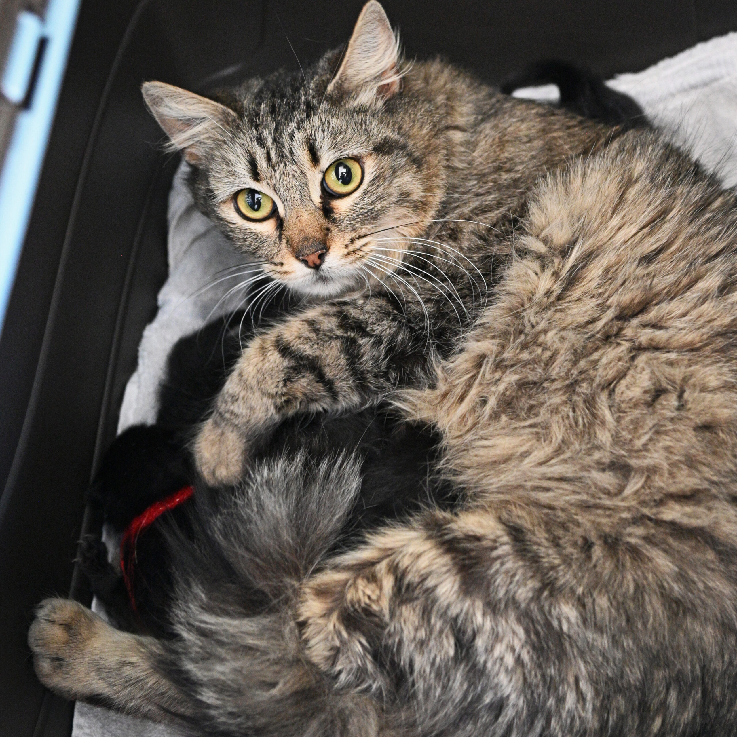 Tabby cat with her litter of babies