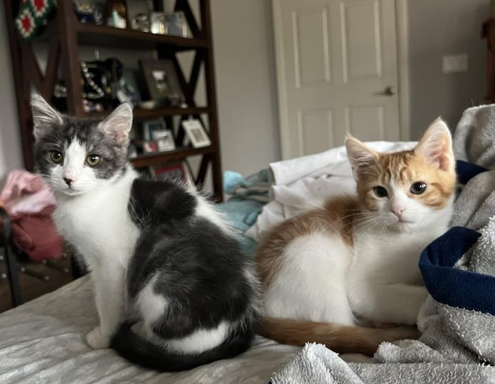 Foster a Cat