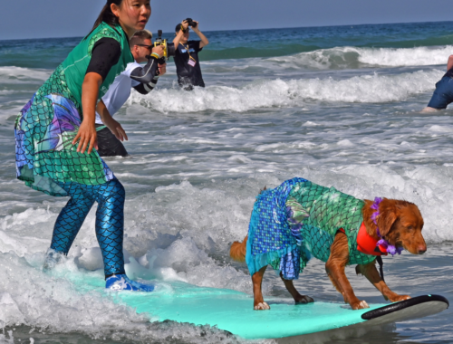 A dog and a human riding a surfboard