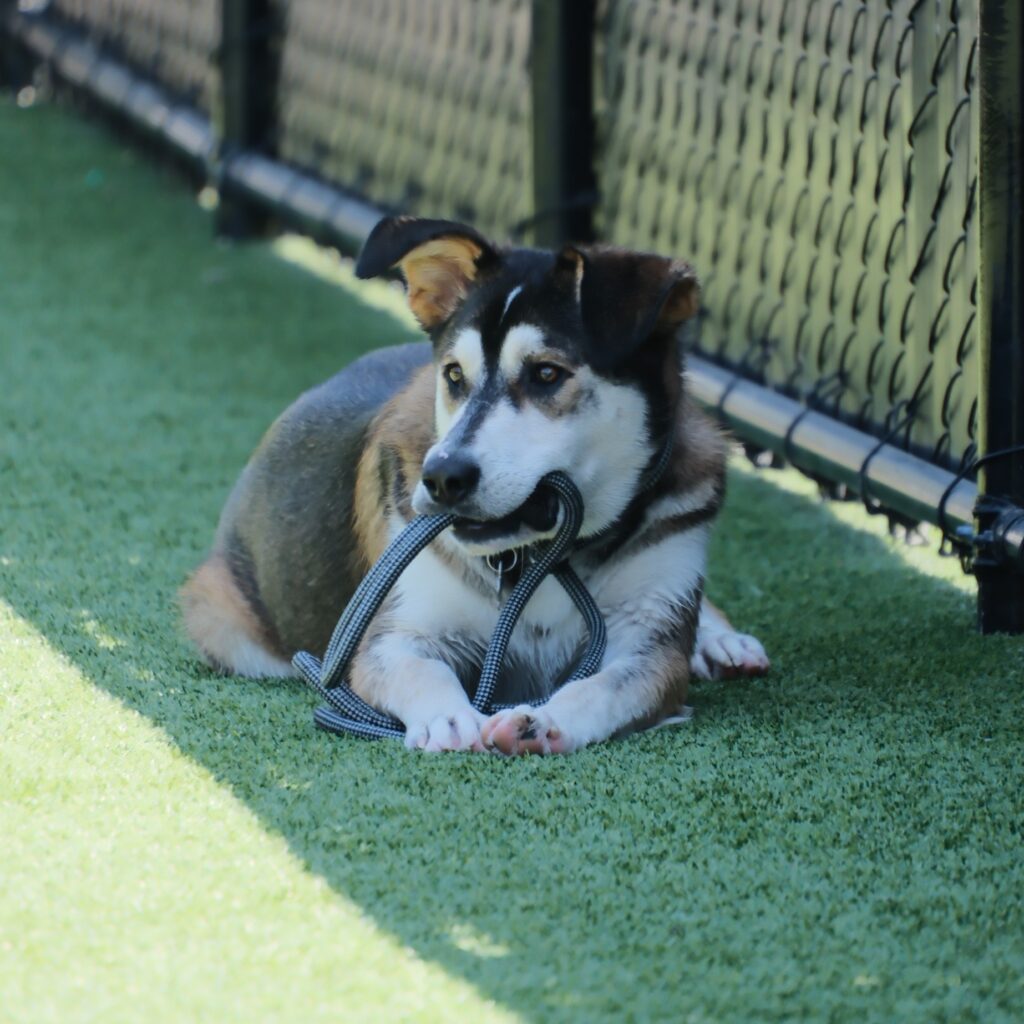 Alvin, the shepherd-husky blend chewing on his own leash.