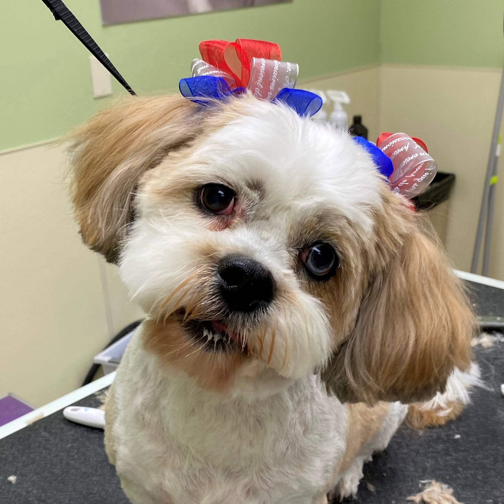 Photo of a dog with colorful hair clips staring at camera.