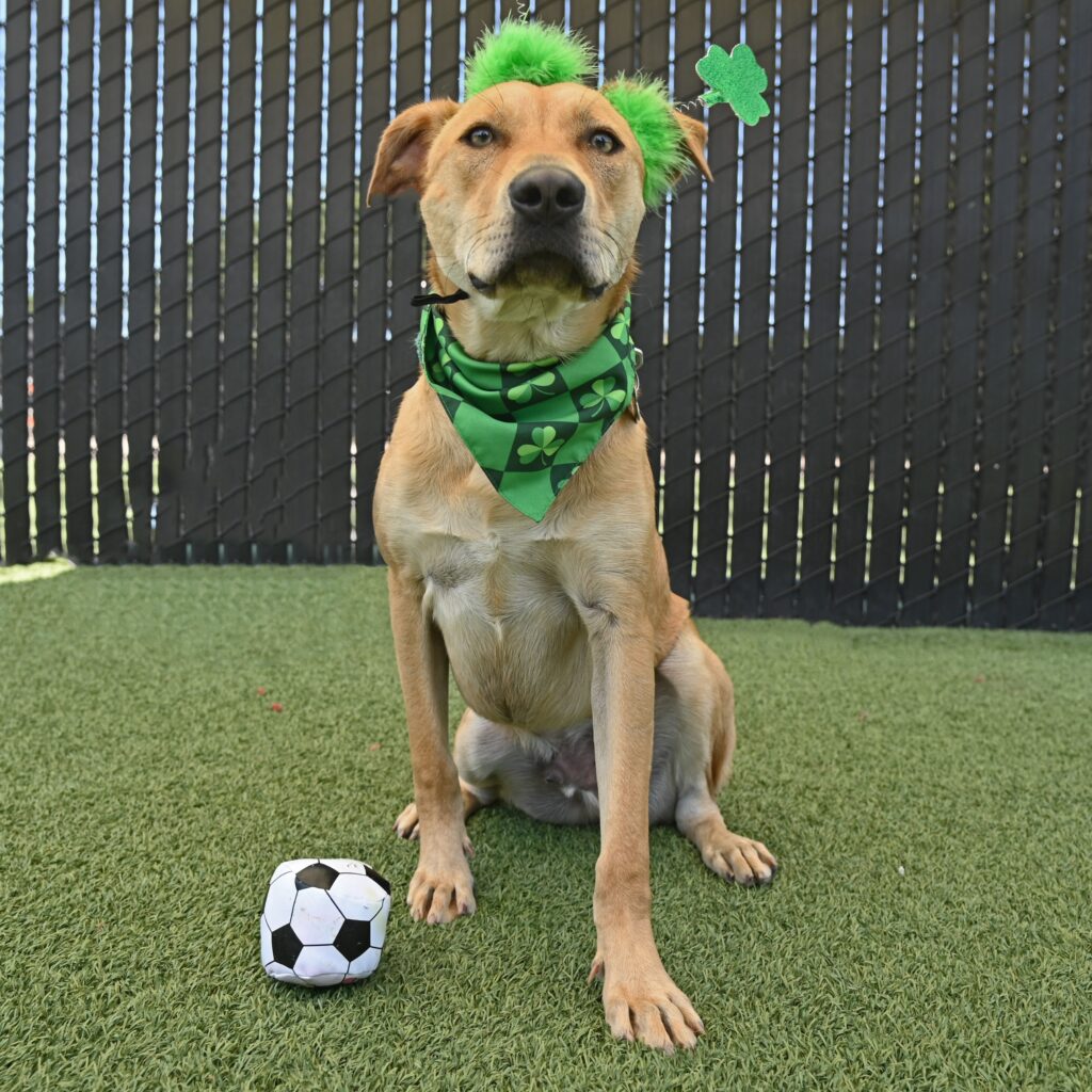 Photo of a light brown dog wearing St. Patrick's bandana.