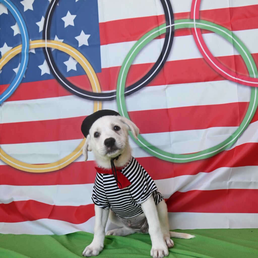 Photo of a small white dog in a black and white stripe shirt wearing a black hat.