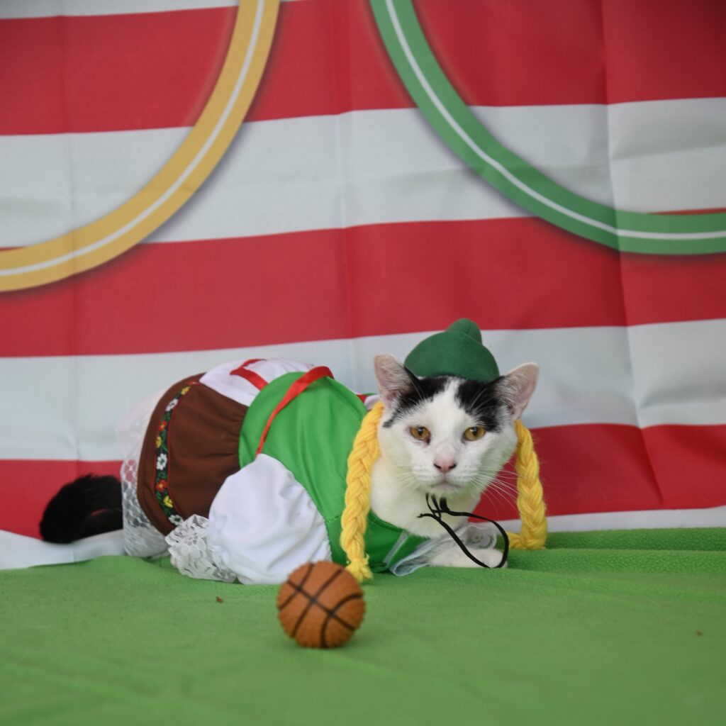 Photo of a cat in a green and brown costume.