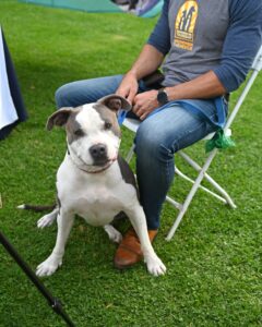 Photo of a black and white dog sitting down on grass.