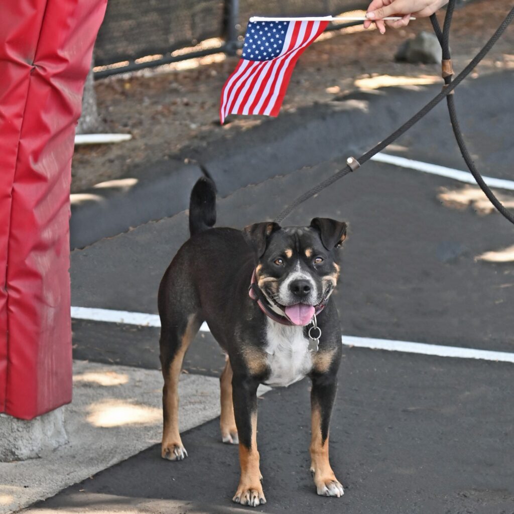 Photo of black dog with white chest and brown paws smiling at camera.