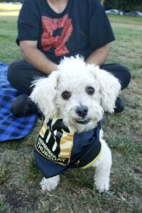 Photo of a white dog wearing Remember Me Thursday bandana.