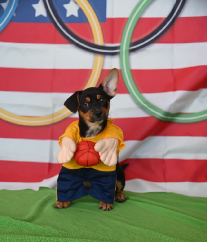 Small black and brown dog wearing a basketball costume.