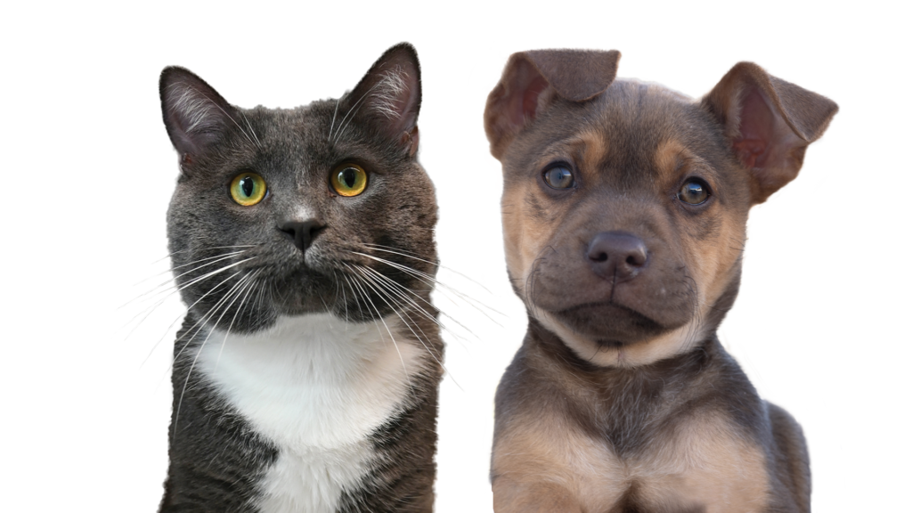 Gray and white adult cat standing next to a brown and tan shepherd puppy