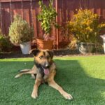 Dog laying in grass