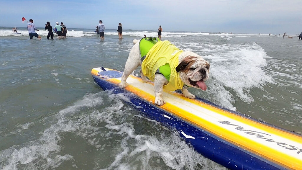 Dog surfing on yellow surfboard