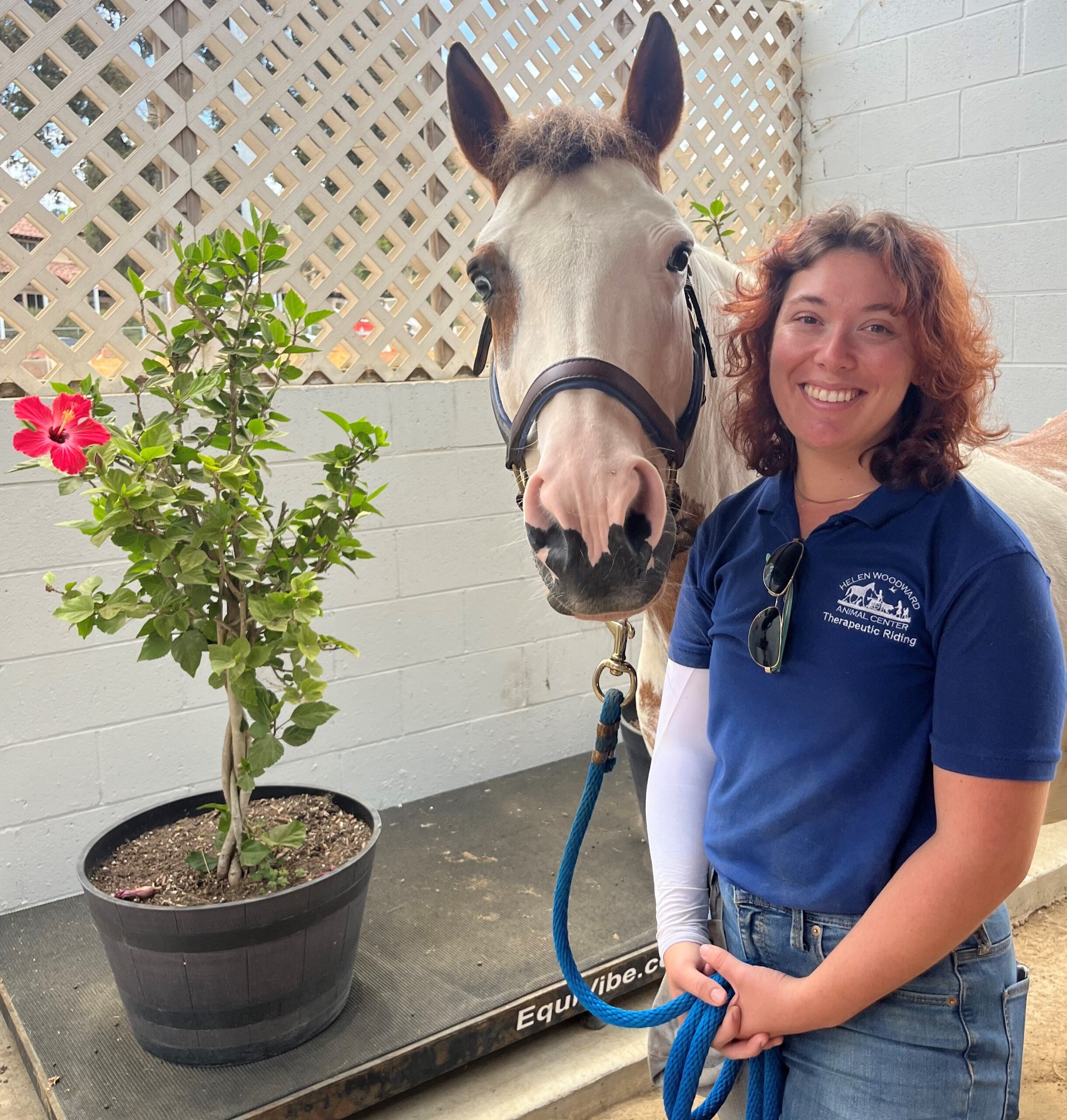 Photo of a brown and white horse next to staff member wearing a blue company shirt.