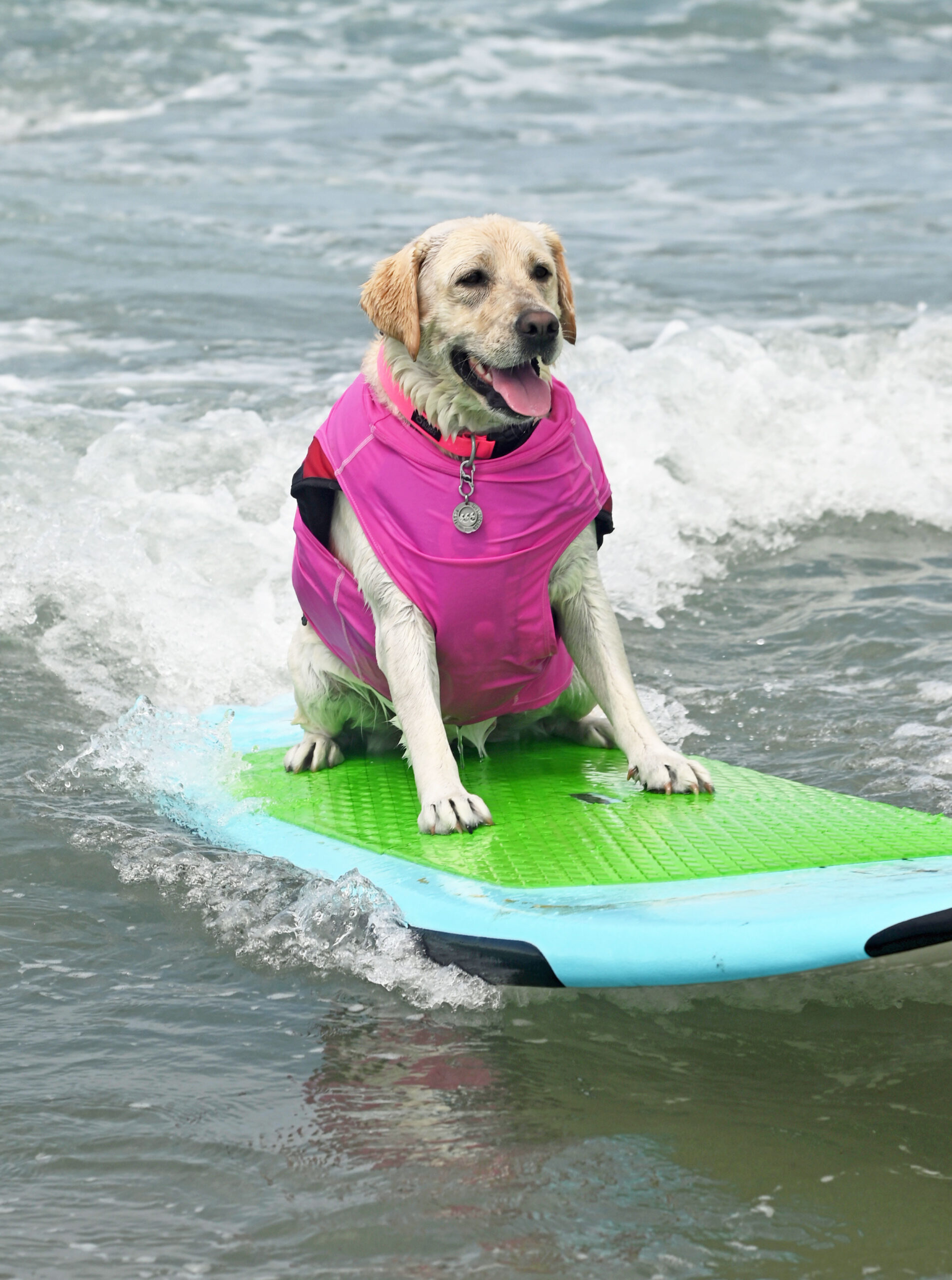 White dog surfing