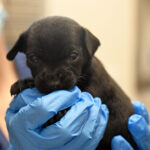 Newborn puppy biting medical gloves