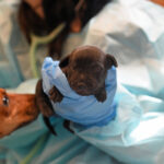 Newborn puppy sleeping on the hand of a vet with a blue medical glove on.