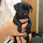 Newborn black puppy being held and staring down.