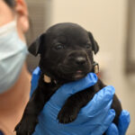 Newborn puppy being held by vet.