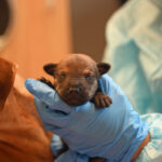 Newborn red puppy sleeping