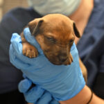 Newborn puppy staring down while being held.