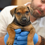 Newborn brown puppy with tongue out and smiling at camera.