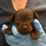 Newborn black puppy staring at camera.