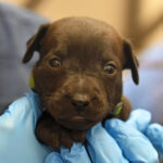 Newborn puppy staring at camera with tongue out.