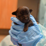 Newborn puppy sleeping on a vet's hand.