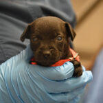 Newborn puppy staring at camera.