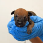 Newborn puppy sleeping