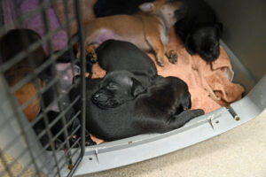 Puppies sleeping inside a traveling crate