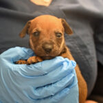 Brown newborn puppy staring at camera