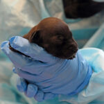 Newborn puppy sleeping