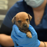 Newborn brown puppy with tongue out.