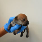 Newborn red puppy sleeping