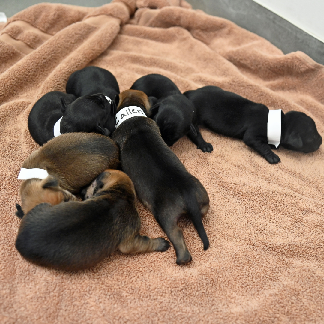 Sleeping newborn black and brown puppies.