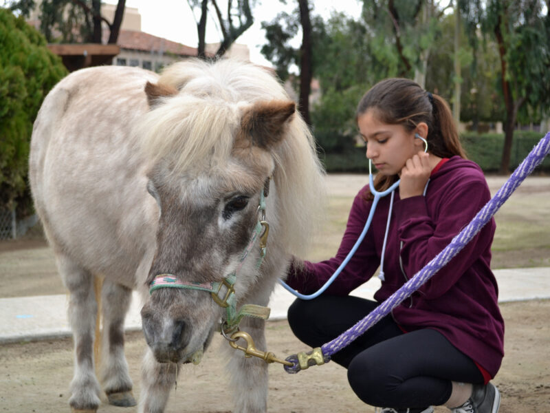 A young girl kneels down beside a white pony to listen to his heart beat with a stethoscope.