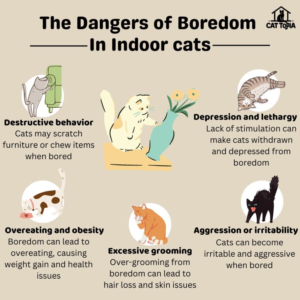 Enhancing Your Indoor Cat's Life Helen Woodward Animal Center