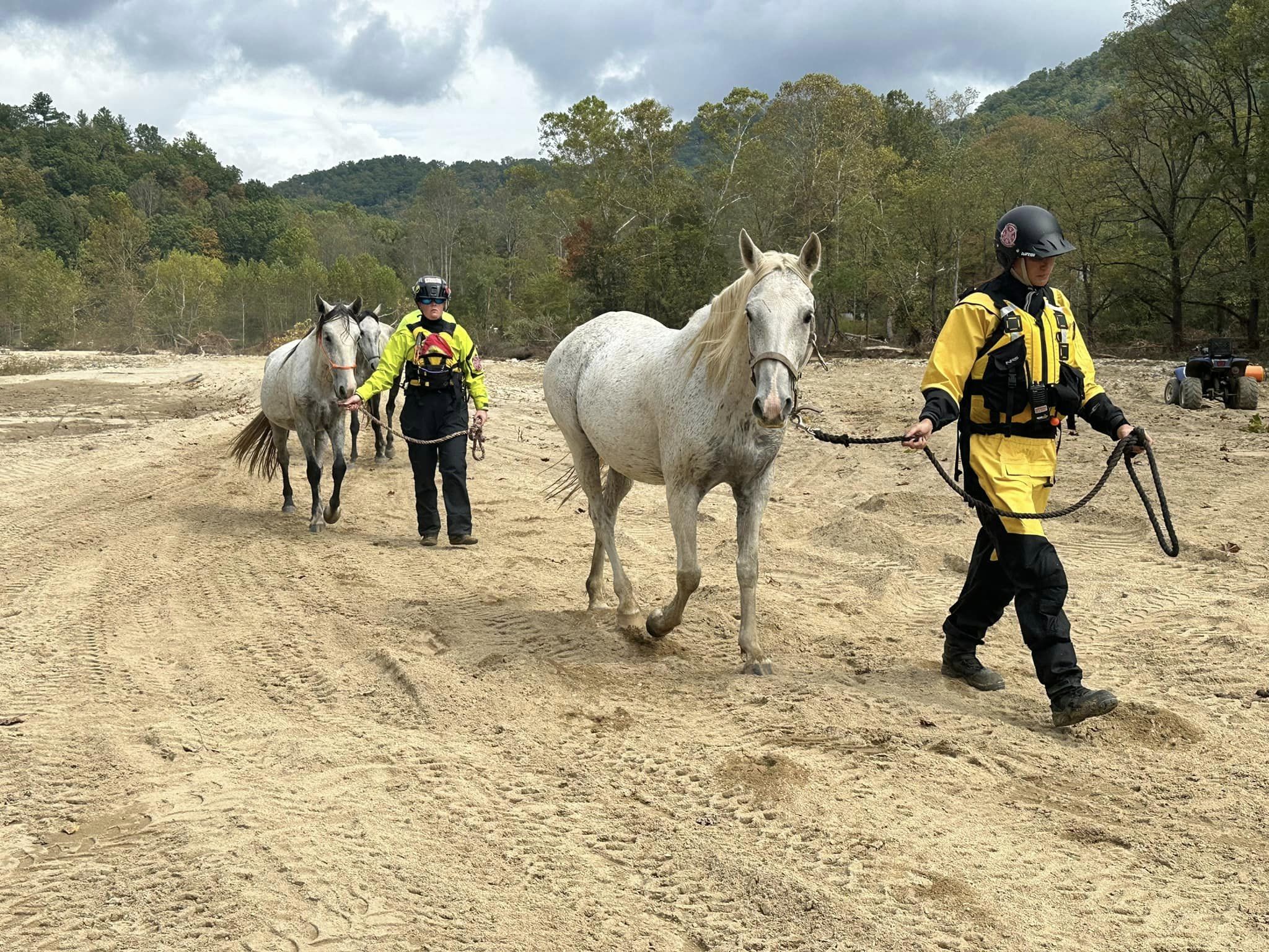 Rescued Horses Being Lead to Safety