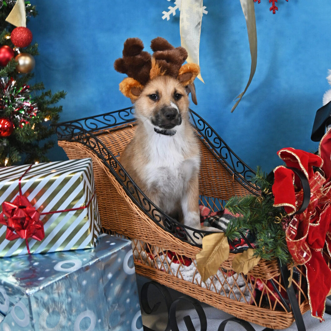 A brown dog with reindeer antlers in a Christmas sleigh