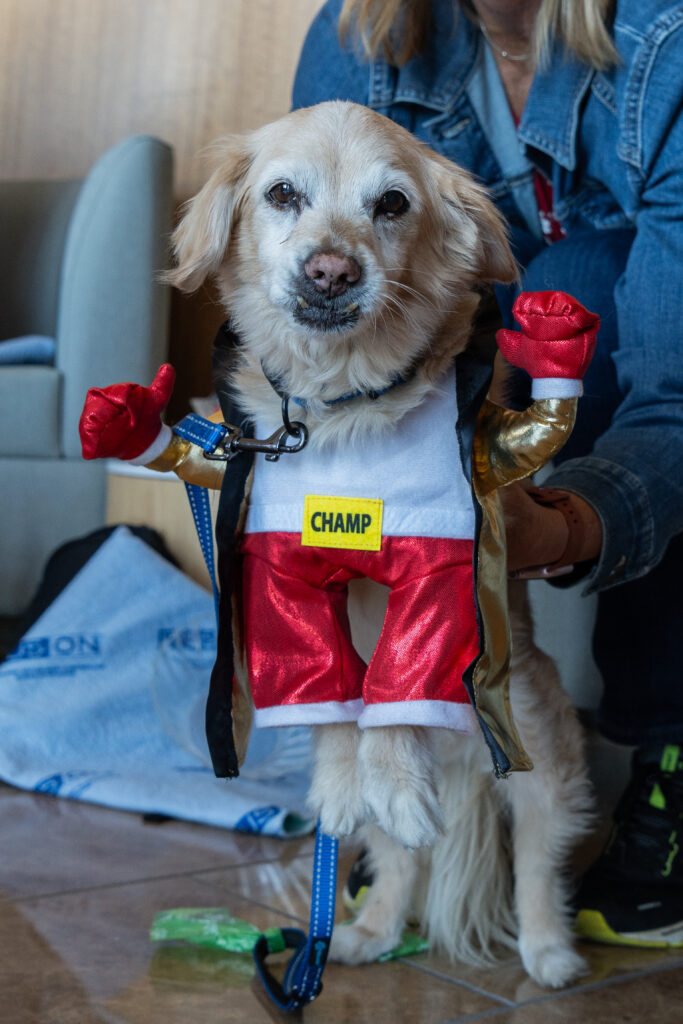 Dog as heavyweight boxer