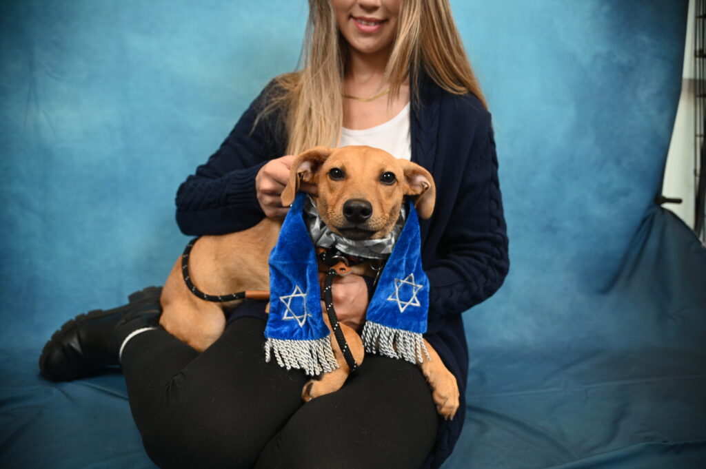 A brown dog with a Hanukkah scarf