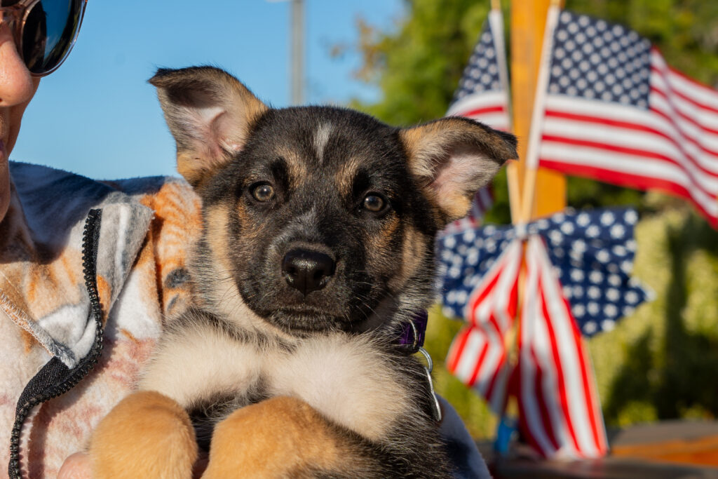 Patriotic Pup