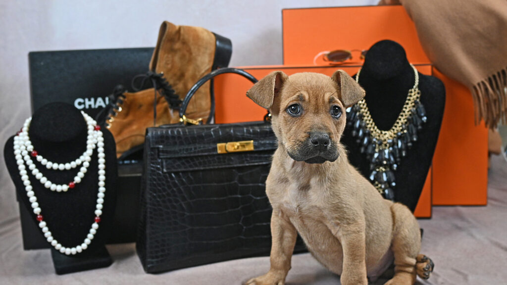 Small brown dog surrounded by vintage thrift necklaces and handbags and shoes